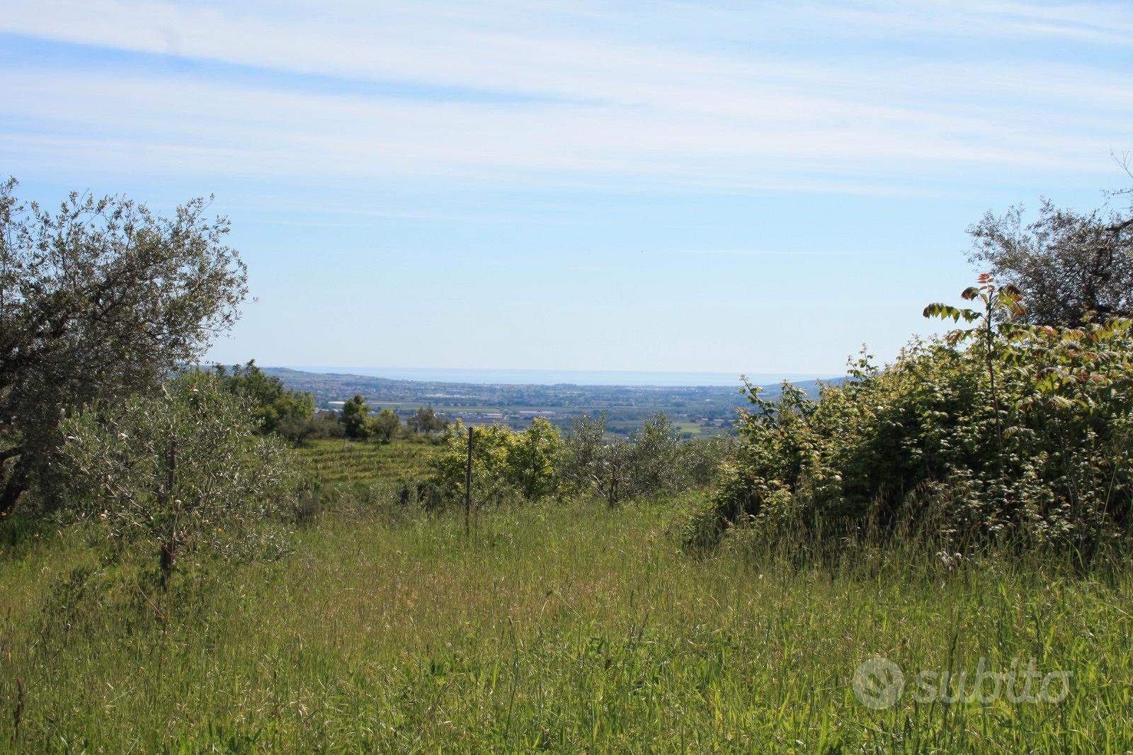 Terreno uliveto edificabile con rustico - Vista 3
