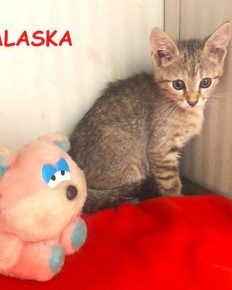 ALASKA micina di 3 mesi