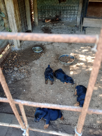 Cuccioli Jagd terrier