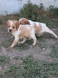 Cuccioli epagneul Breton con pedigree