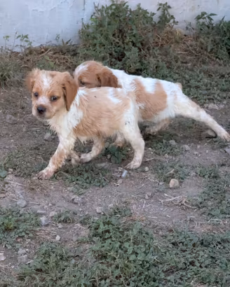 Cuccioli epagneul Breton con pedigree