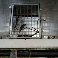 Parrocchetti dal collare