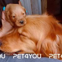 Cuccioli golden, barboncino, maltipoo e maltese