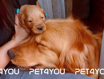 Cuccioli golden, barboncino, maltipoo e maltese