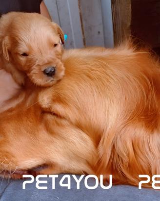 Cuccioli golden, barboncino, maltipoo e maltese