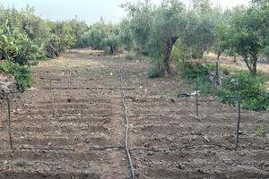 Uliveto a ragalna
