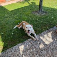 Cucciola taglia grande