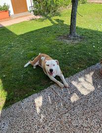 Cucciola taglia grande