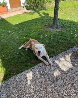 Cucciola di amstaff