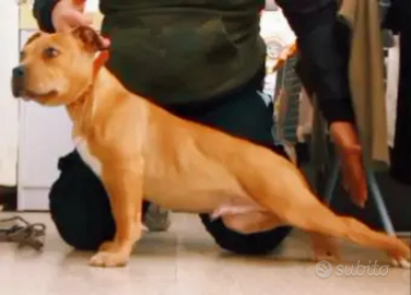 American Pitbull terrier