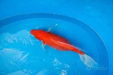 Carpa koi butterfly femmina