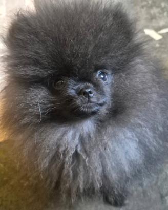 Splendidi volpini di Pomerania - spitz tedesco