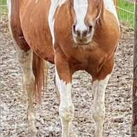 Cavalla fattrice paint horse