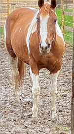 Cavalla fattrice paint horse