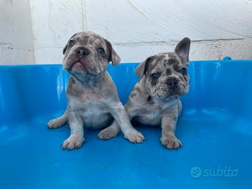 Bulldog francese
