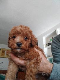 Barboncini un Maschio e una femmina Red