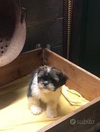 Cuccioli di Shih Tzu