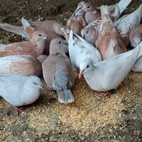 Tortore domestiche dal collare,vari colori