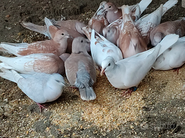 Tortore domestiche dal collare,vari colori