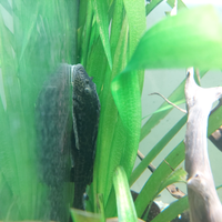 Plecostomus pulitore