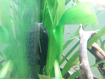 Plecostomus pulitore