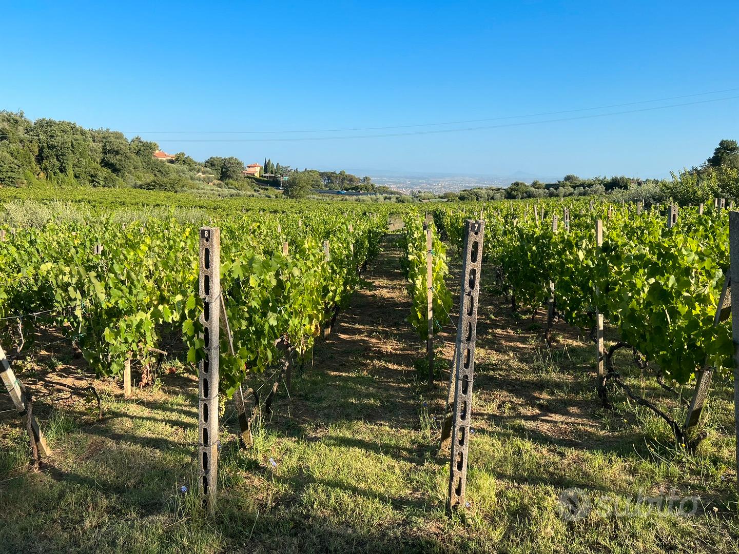 Terreno agricolo - View 4