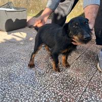 Terrier