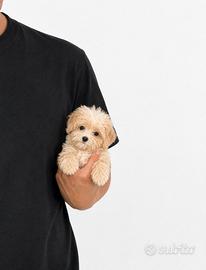 Maltipoo Mini Toy Crema/Bianco Disponibili Subito