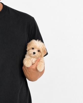 Maltipoo Mini Toy Crema/Bianco Disponibili Subito