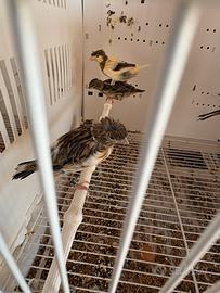 Canarini arlecchino portoghese