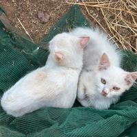 Gattini 3 mesi