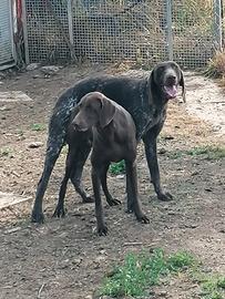 Cuccioli kurzhaar, bracco tedesco
