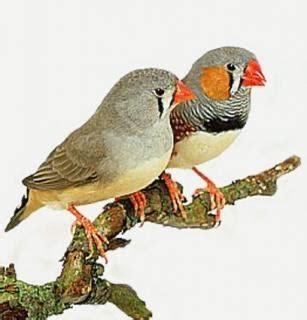 Bengalini