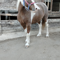 Cavalla