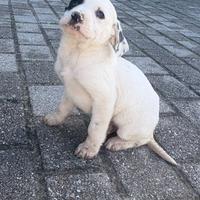 Cani Labrador free