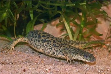 Coppia Salamandre - Tritoni