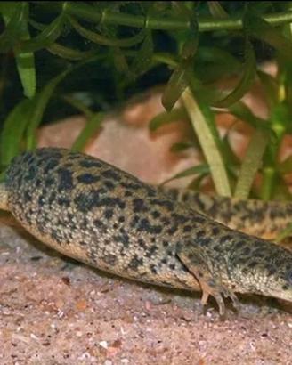 Coppia Salamandre - Tritoni