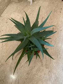Aloe vera