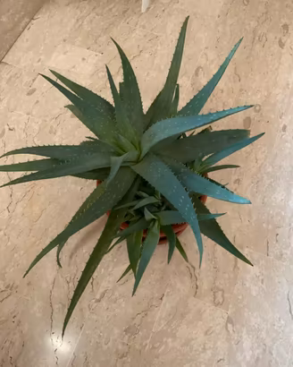 Aloe vera