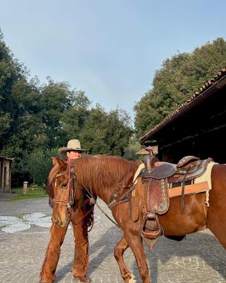 Sella western show
