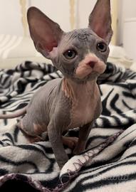 Cucciola Canadian Sphynx (possibile consegna)