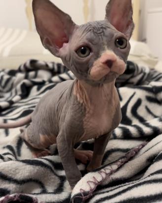 Cucciola Canadian Sphynx (possibile consegna)