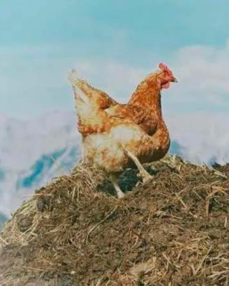 Letame naturale 