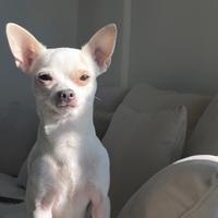 Chihuahua maschio da riproduzione
