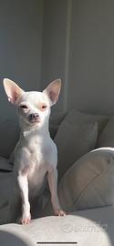 Chihuahua maschio da riproduzione