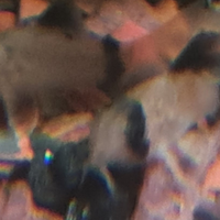 Corydoras panda