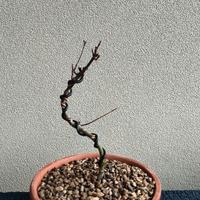 talea di acero deshojio