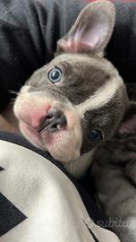 Bulldog francese