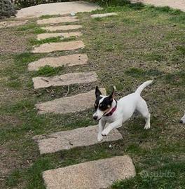 Cucciolo di Jack Russell