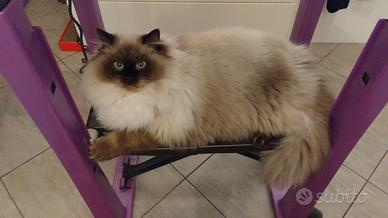 Ragdoll con pedigree sterilizzata
